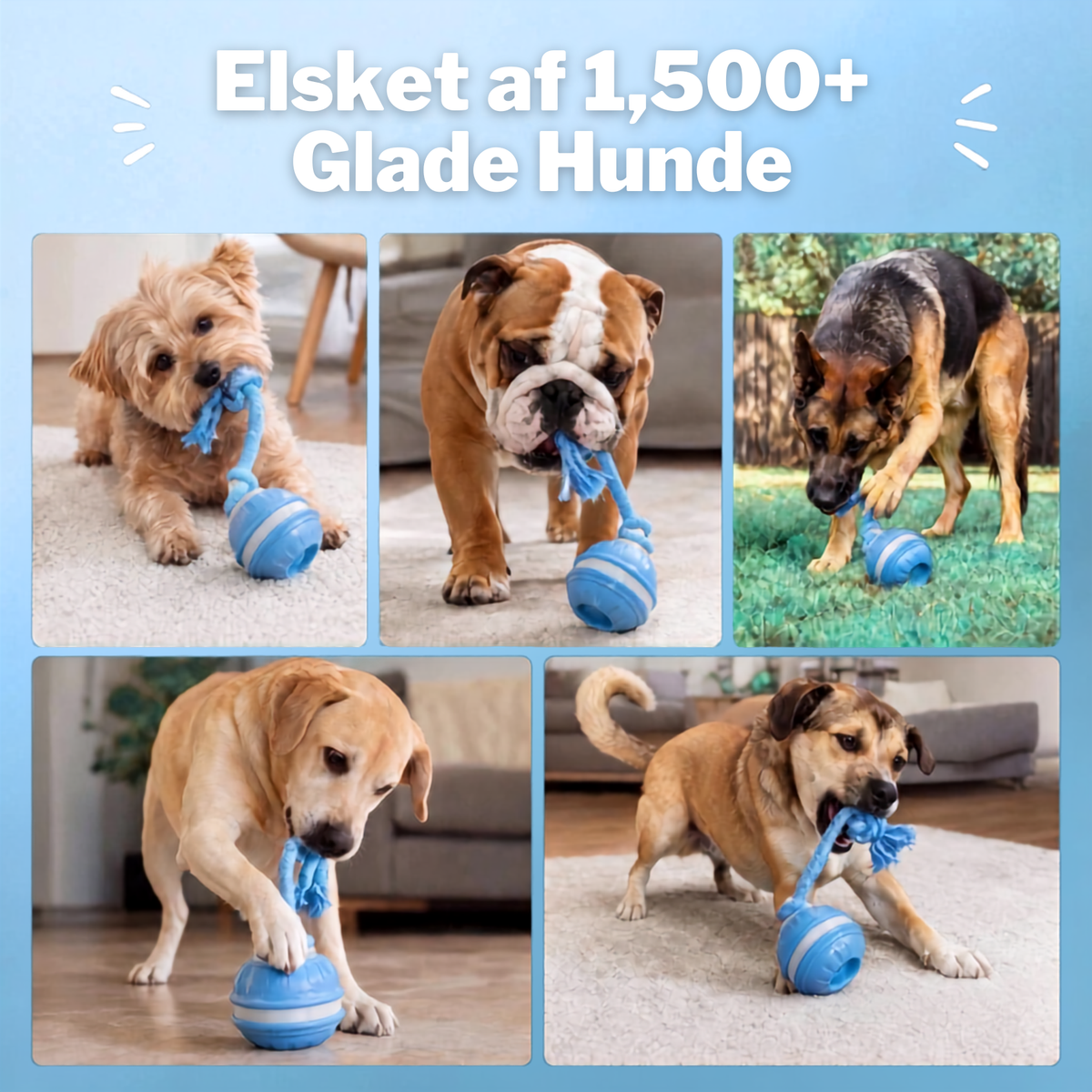 HundeVen | Til hunde, der aldrig synes at løbe tør for energi