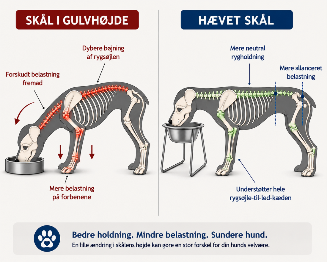 5 grunde til, at din hunds måltider er gået fra at være en glæde til noget, han frygter (og den ene ting, der rent faktisk løser problemet)