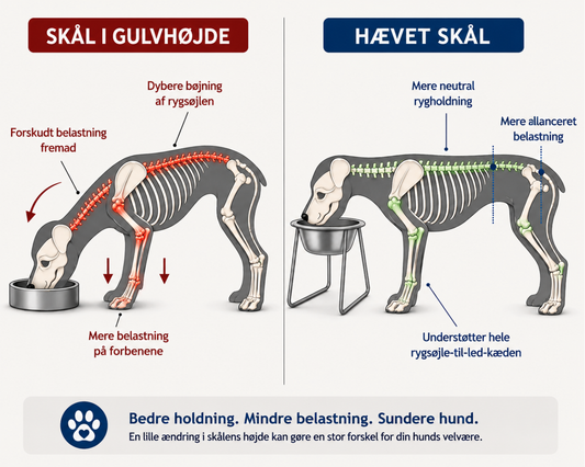 5 grunde til, at din hunds måltider er gået fra at være en glæde til noget, han frygter (og den ene ting, der rent faktisk løser problemet)