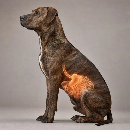 The Hidden Parasite Load Causing Your Dog's Behavioral Problems (And Why Every Medication Always Fails)