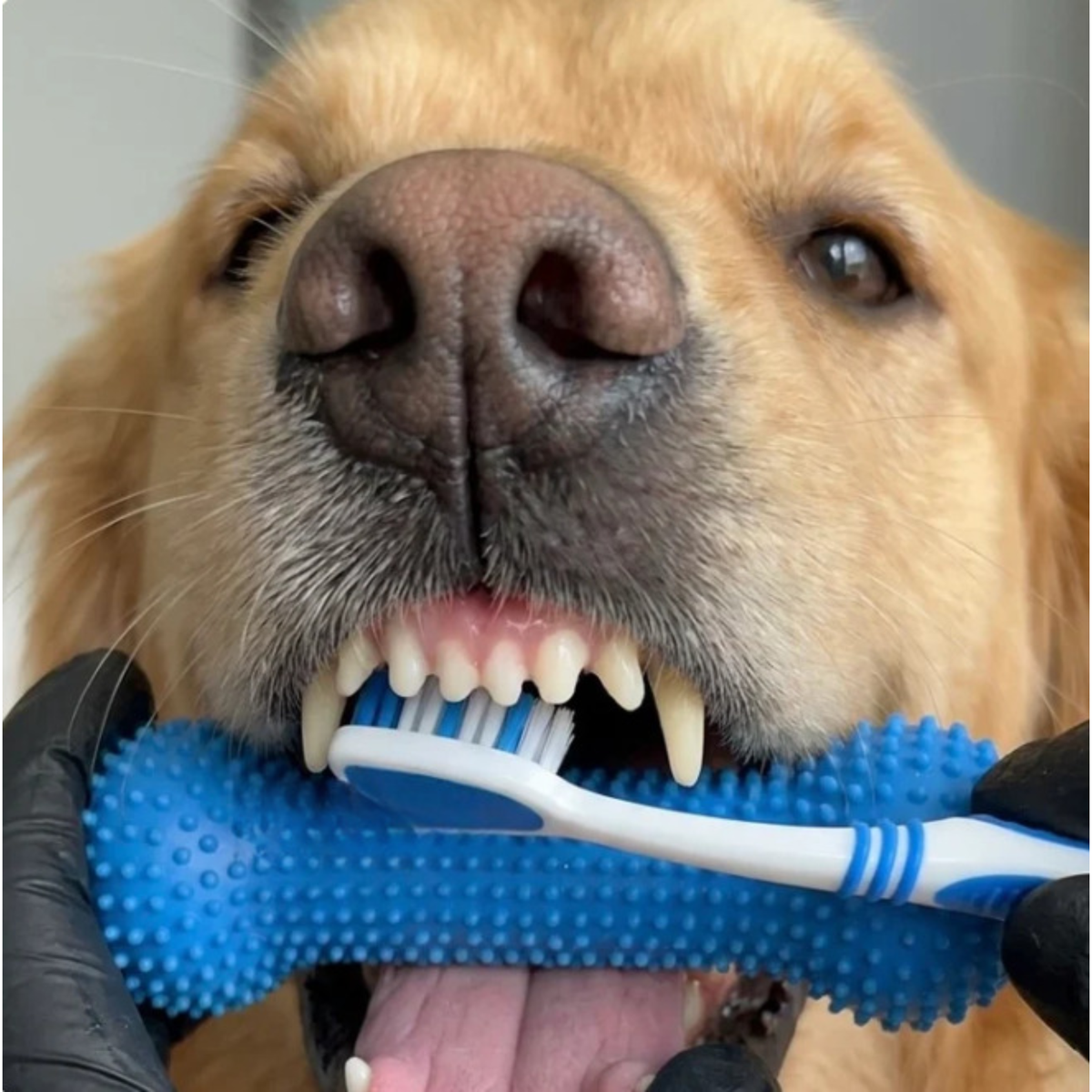 Beroligende assistent
