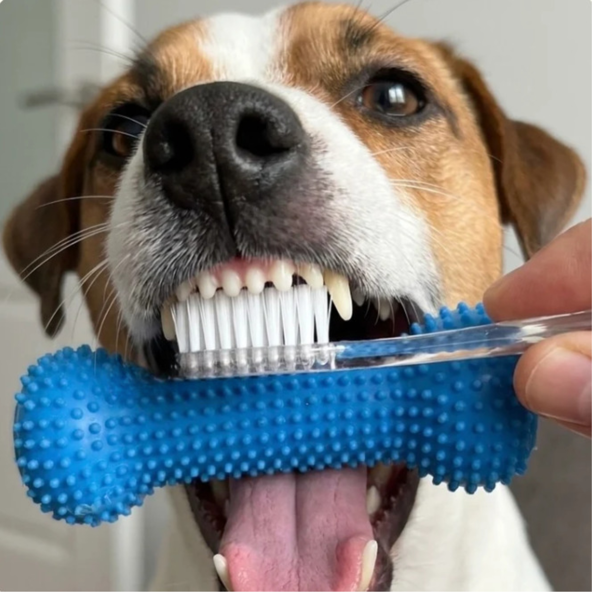 Beroligende assistent