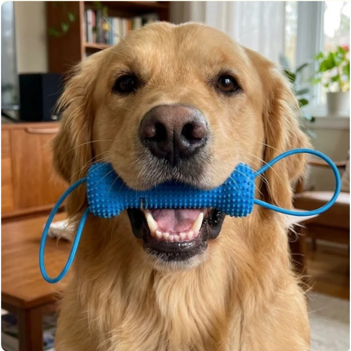 Beroligende assistent
