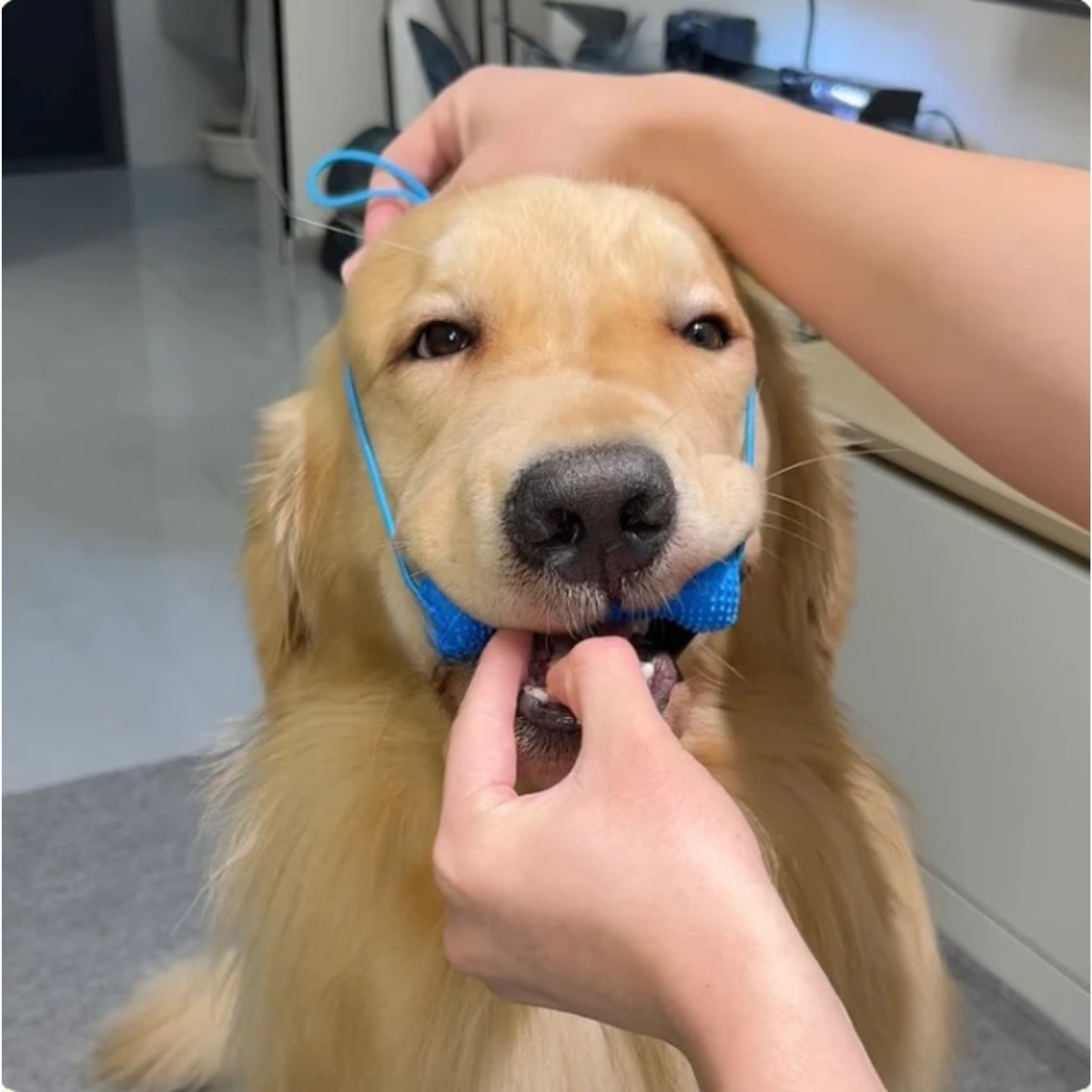 Beroligende assistent
