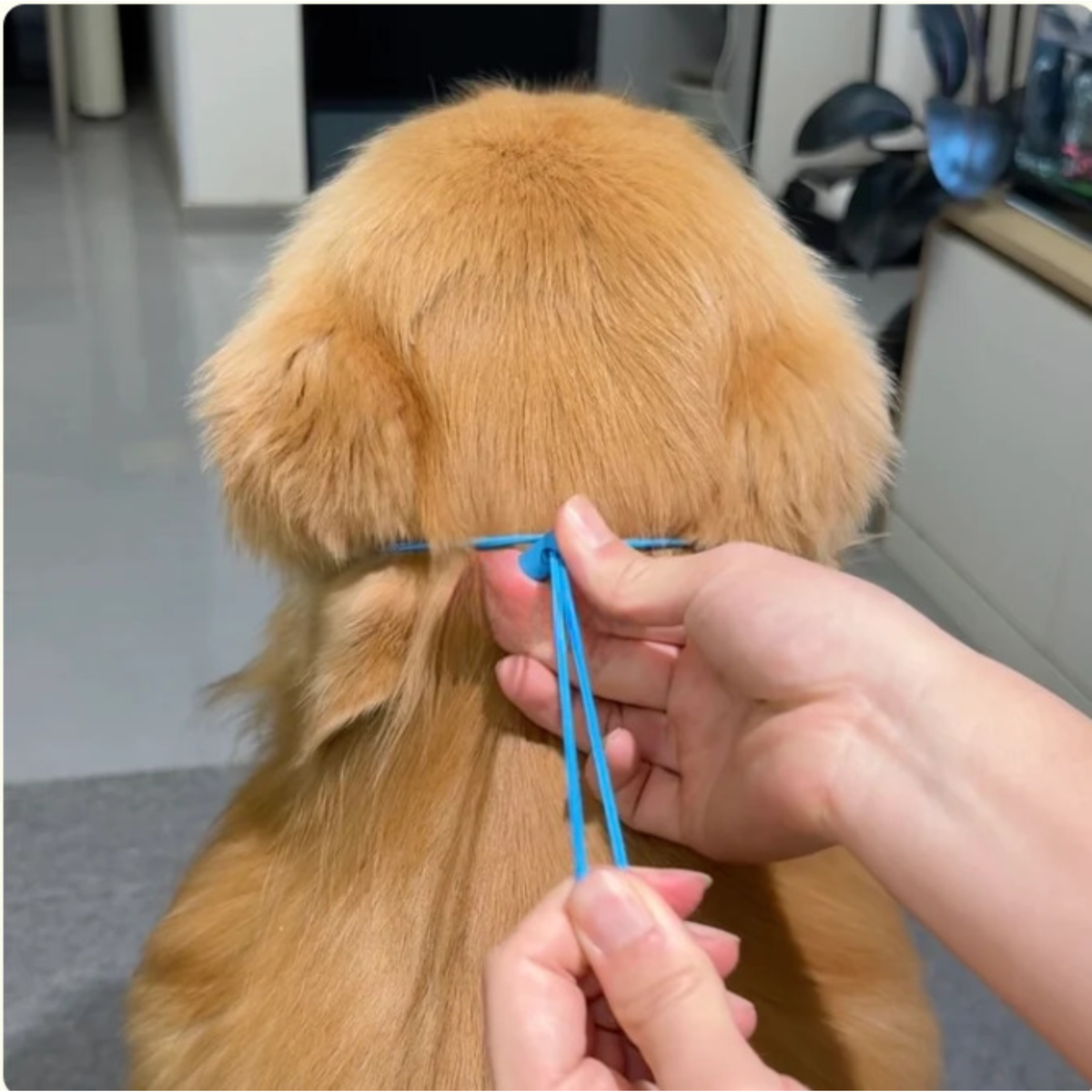 Beroligende assistent
